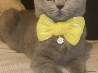 British Shorthair cats 6 beautiful British short hair kittens - Advert 6