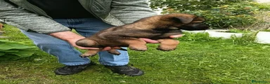 Belgian Shepherd Dog 1