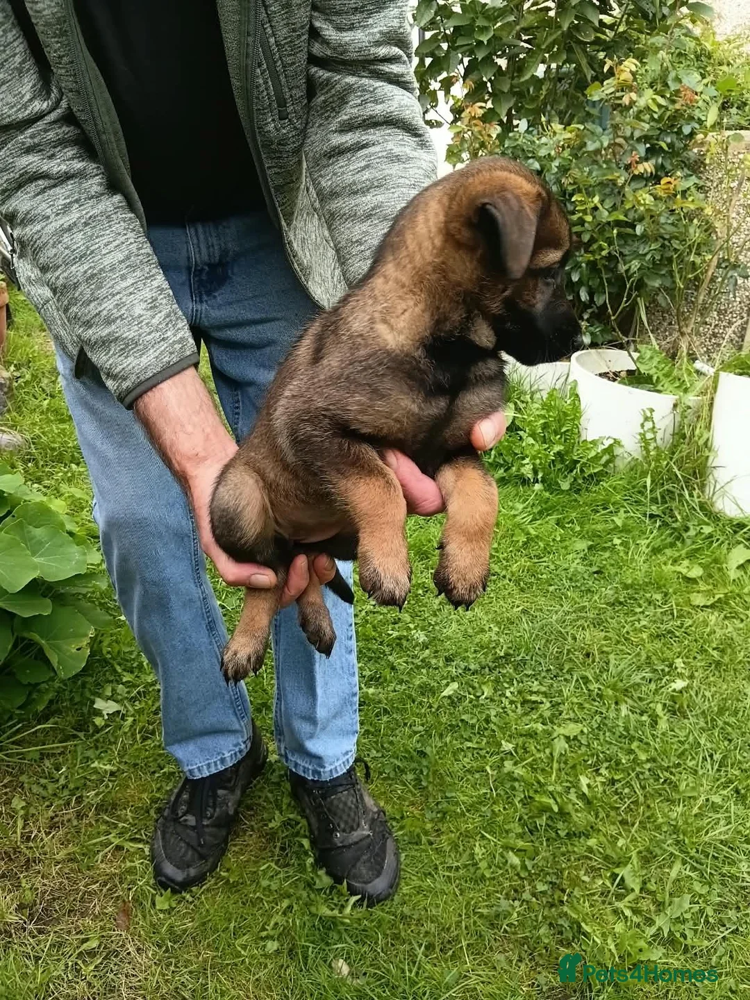 Belgian Shepherd Dog dogs for sale: 4 Belgian shepherd pups  - Advert 3