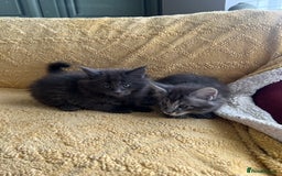 Maine Coon cats for sale: Chunky and fluffy Mainecoon kittens - Image 14