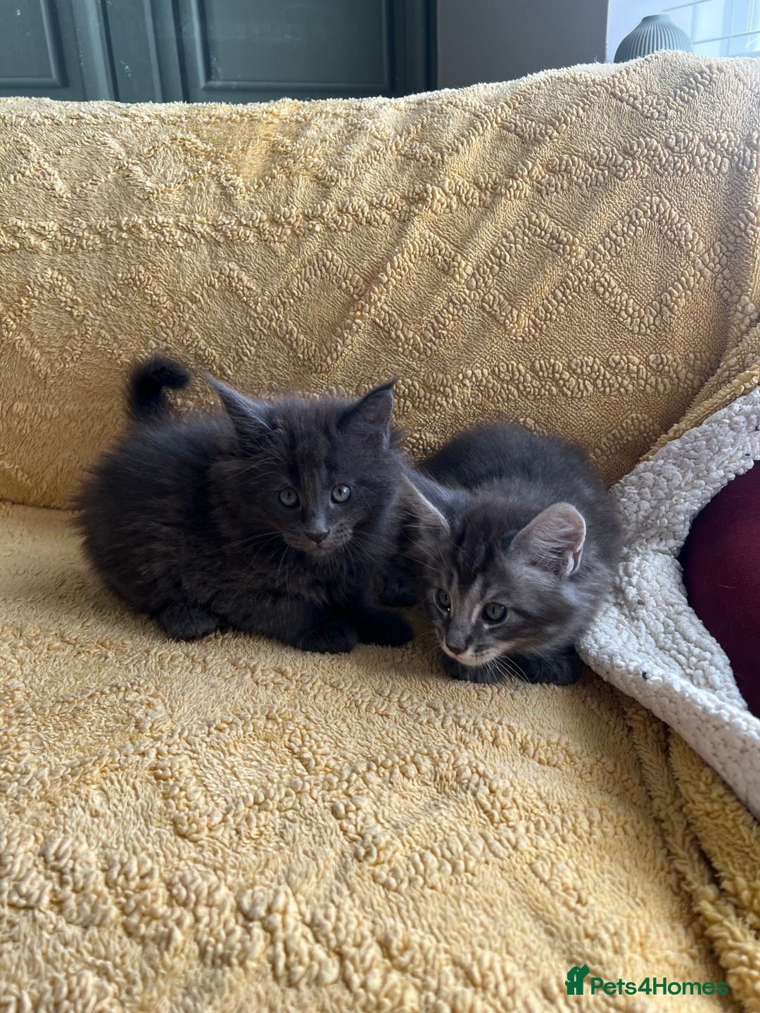 Maine Coon cats for sale: Chunky and fluffy Mainecoon kittens - Image 14