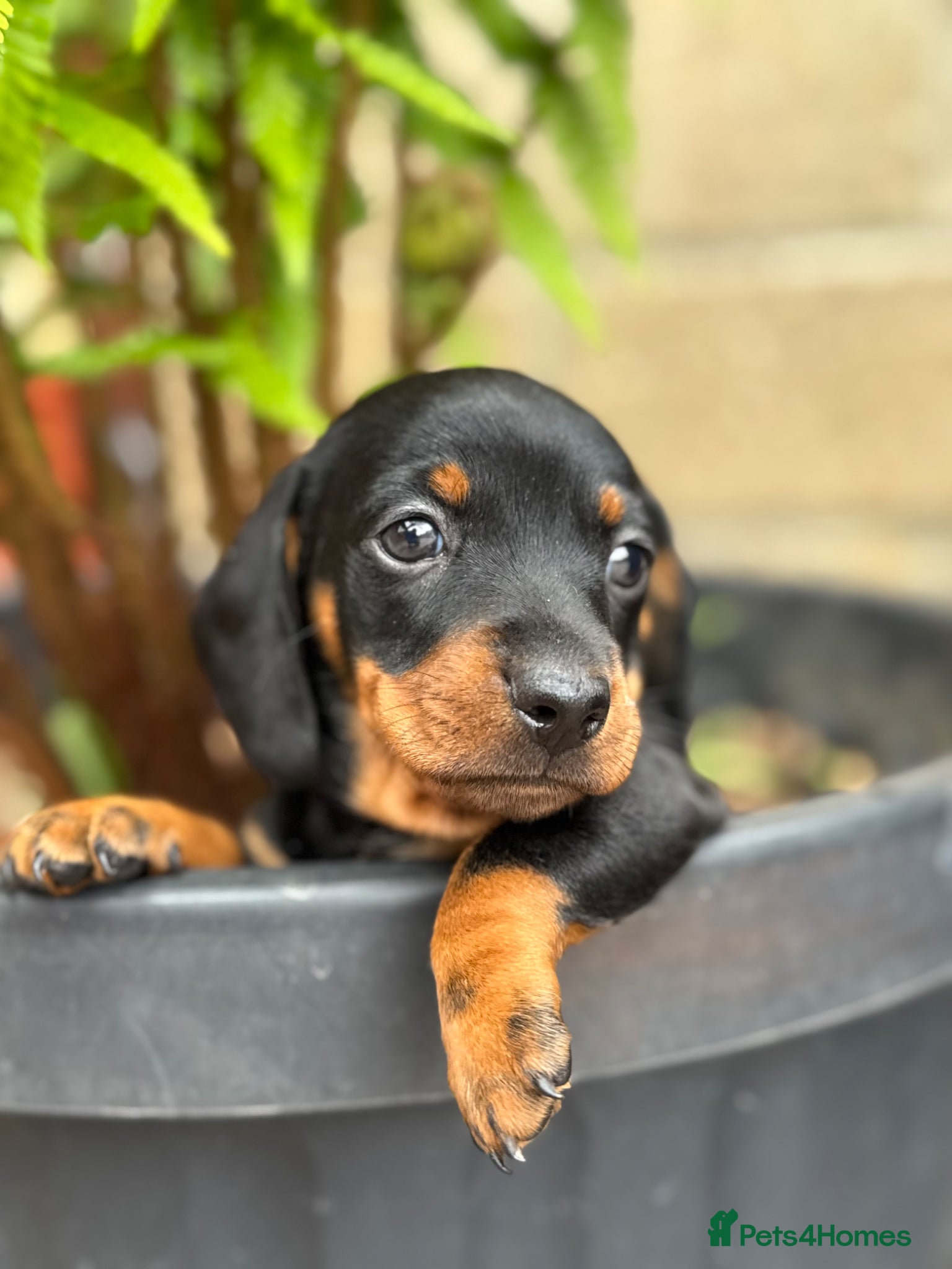 Miniature Dachshund dogs Adorable tiny puppies  - Advert 1