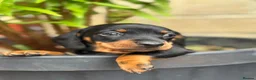 Miniature Dachshund dogs for sale: Adorable tiny puppies  - Advert 1