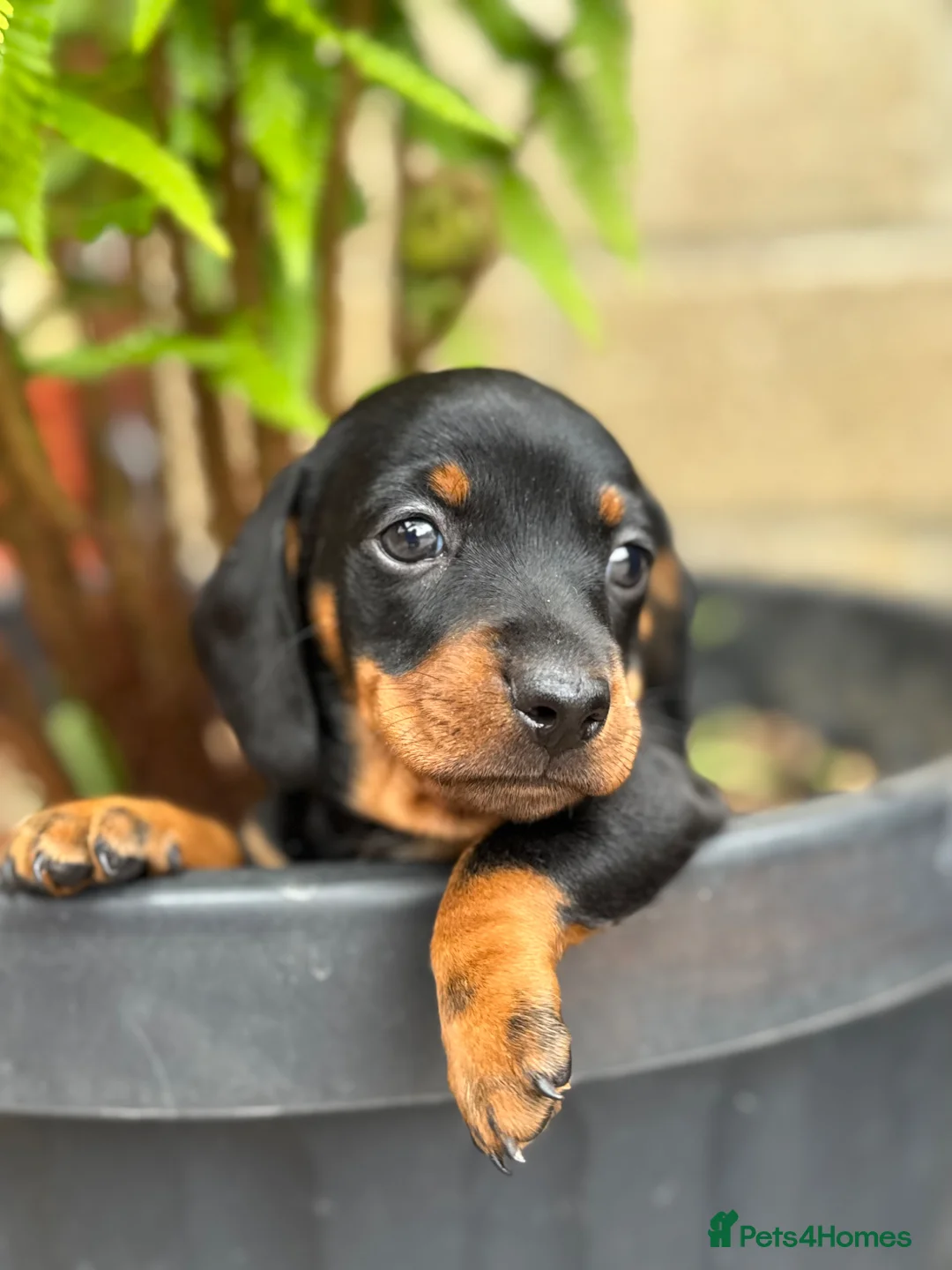 Miniature Dachshund dogs for sale: Adorable tiny puppies  - Advert 1