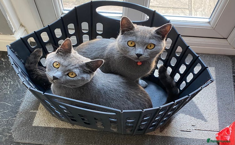 British Shorthair cats British shorthair x Russian blue male cats age 1 - Advert 1