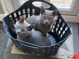 British Shorthair cats British shorthair x Russian blue male cats age 1 - Advert 11