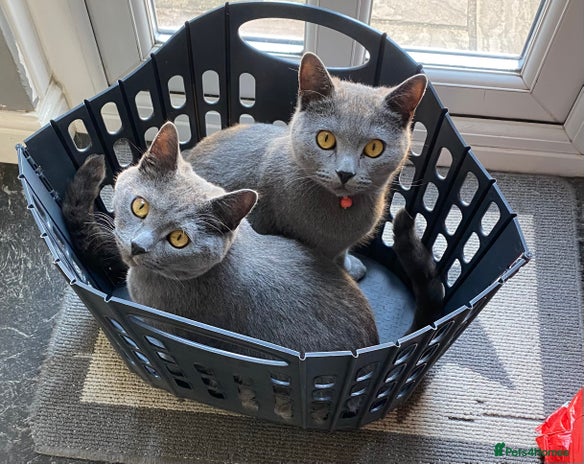 British Shorthair cats British shorthair x Russian blue male cats age 1 - Advert 1