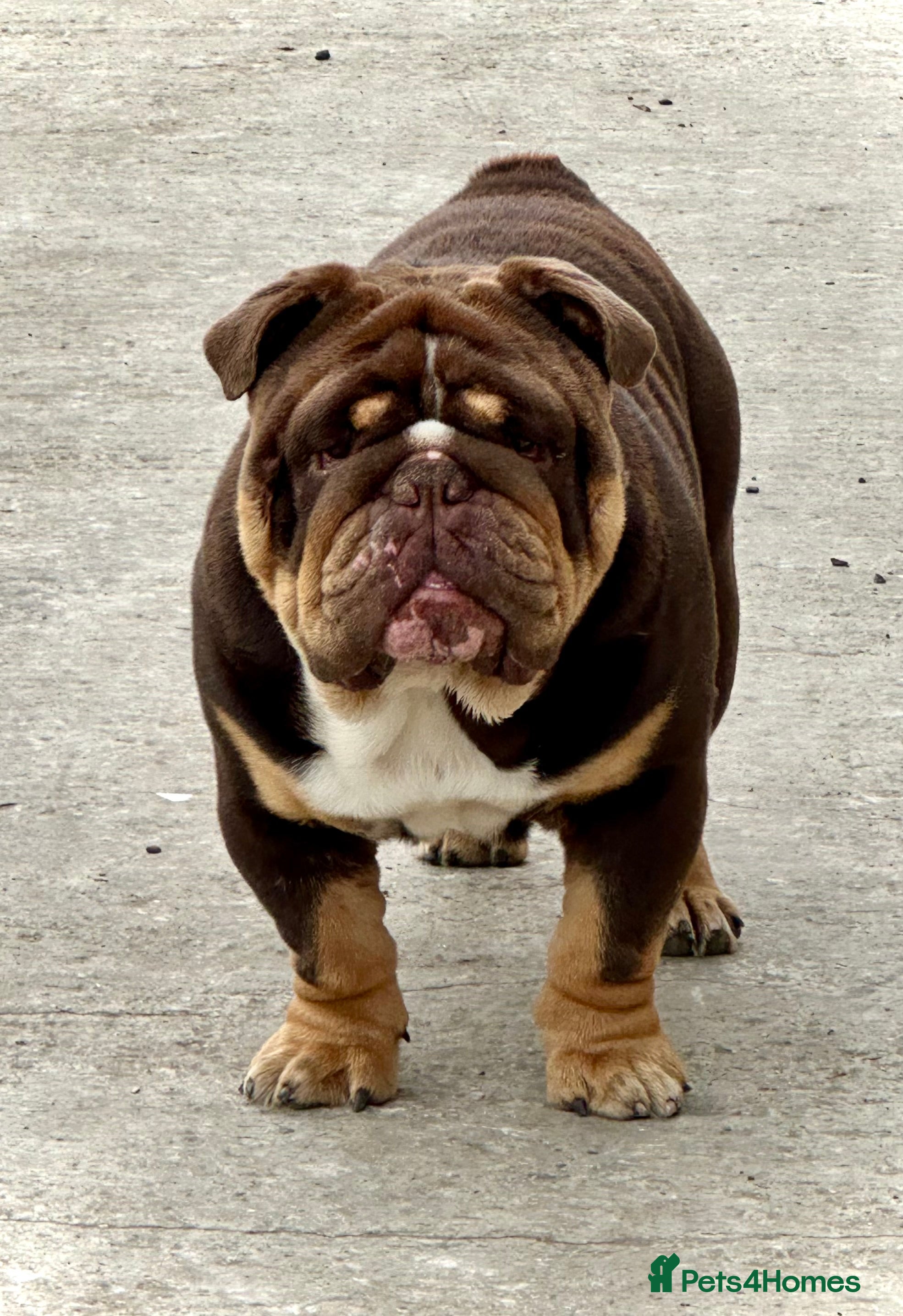 English Bulldog dogs Grandson of the Legendary City’s Ace  - Advert 12