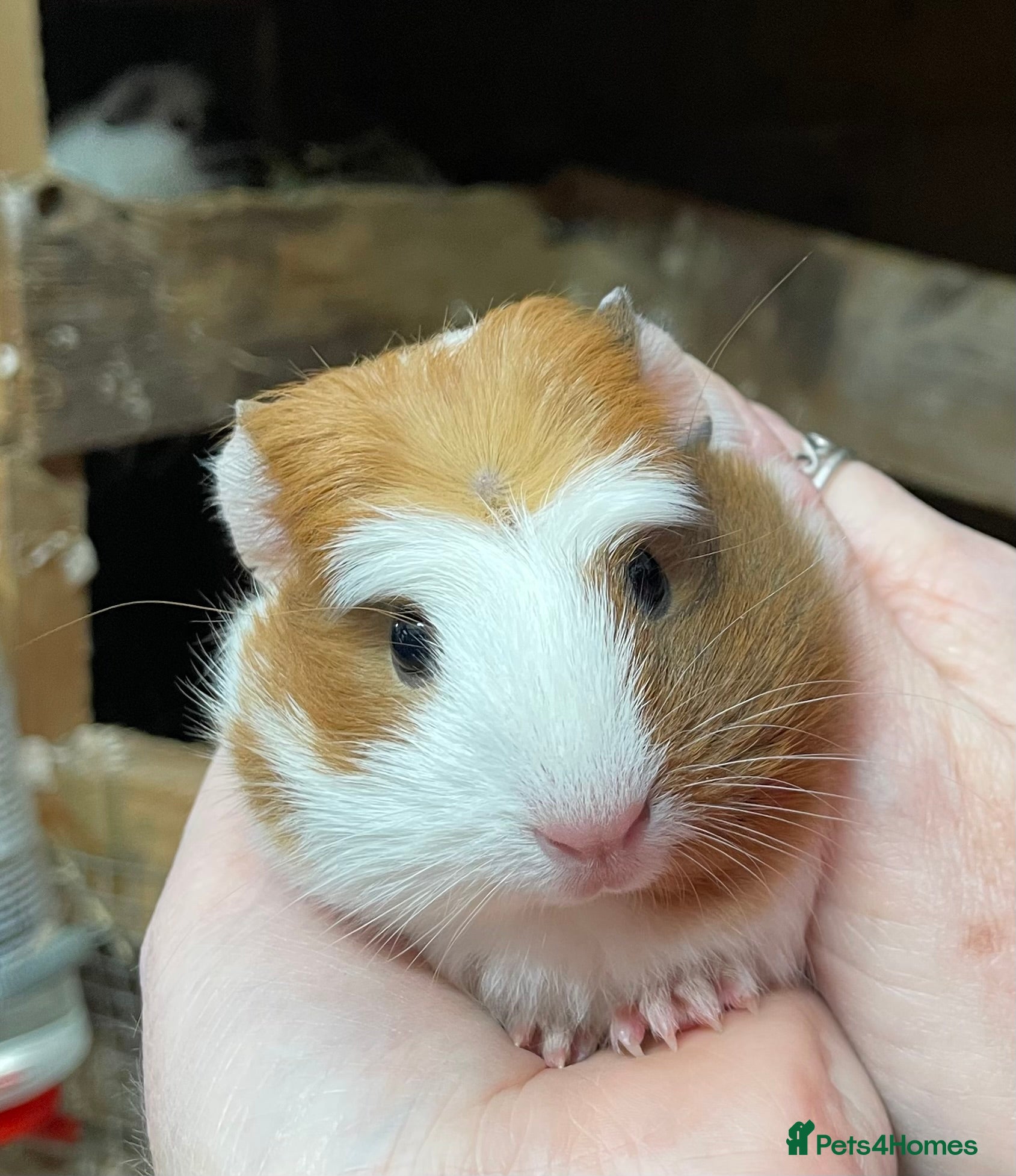 Guinea Pig rodents BONDED GUINEA PIG BABY GIRLS - Advert 16