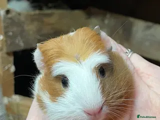 Guinea Pig rodents BONDED GUINEA PIG BABY GIRLS - Advert 16