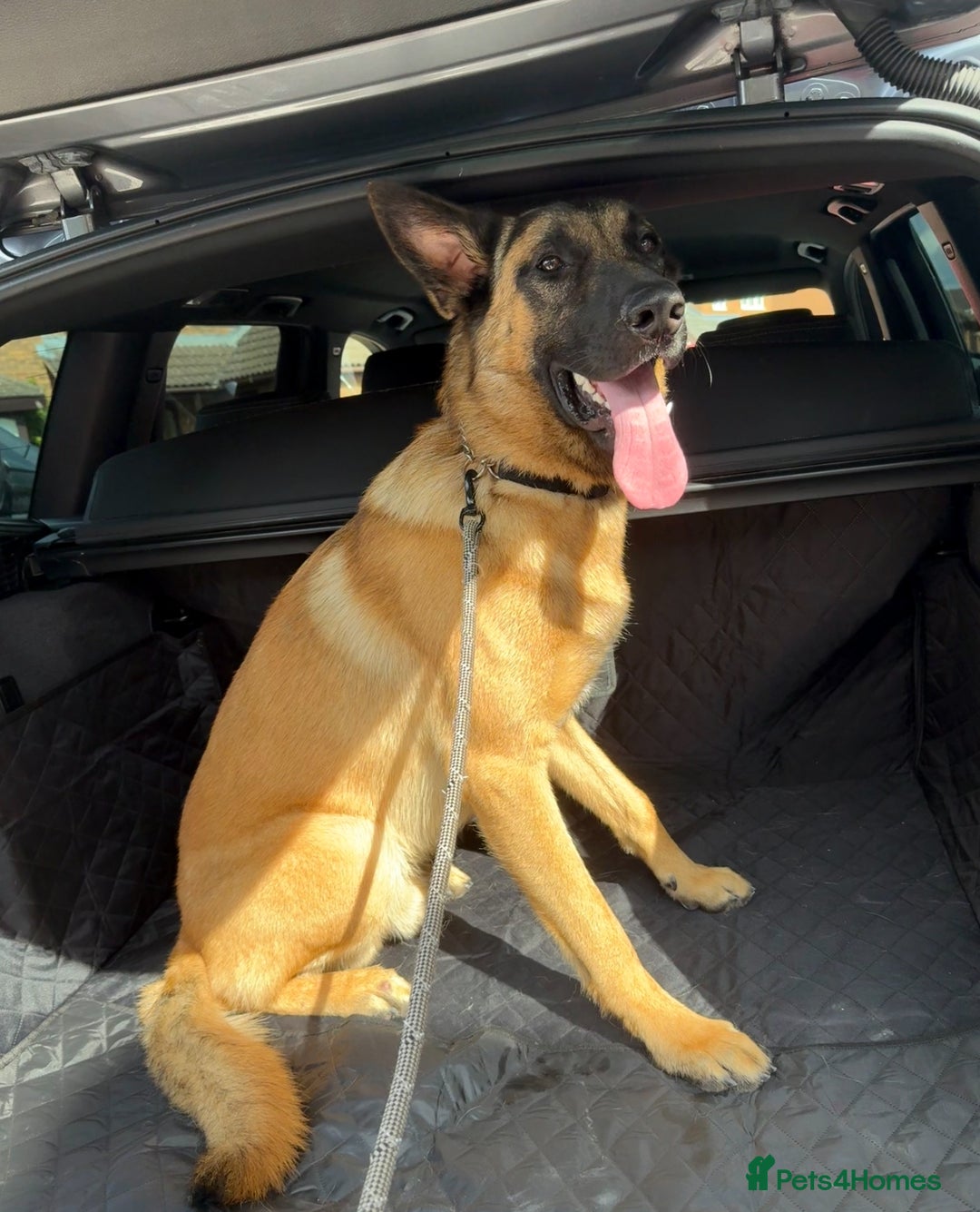 Mixed Breed dogs for sale: German shepherd/ Belgium Malinois  - Image 1