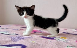 Mixed Breed cats for sale: Gorgeous girls looking for a home - Image 2