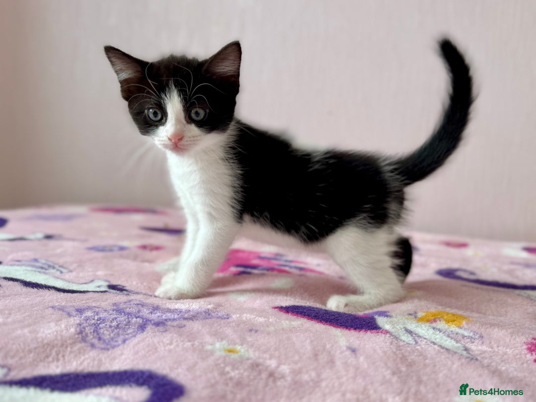 Mixed Breed cats for sale: Gorgeous girls looking for a home - Image 2