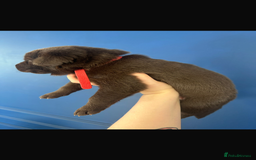 Mixed Breed dogs for sale: Chocolate Shepradors - Image 19