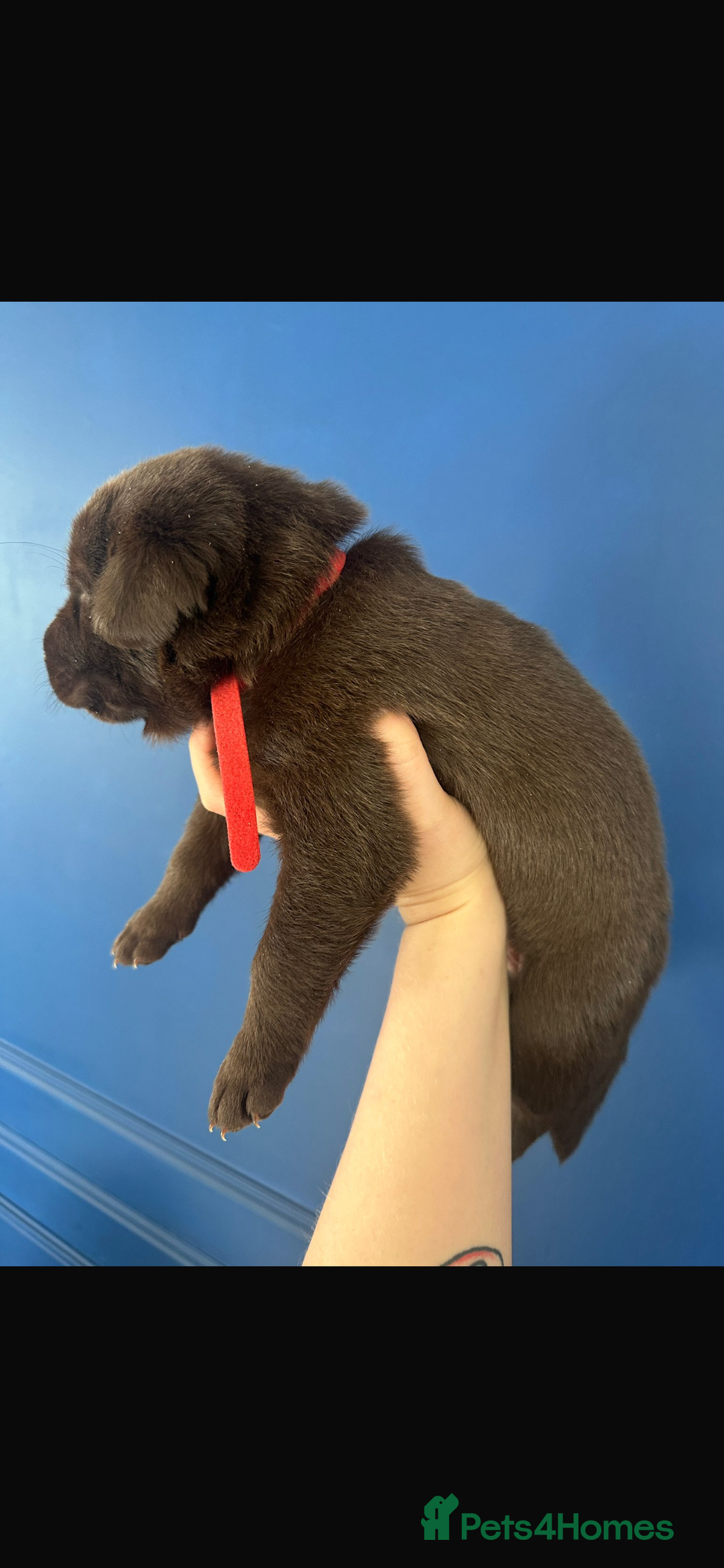 Mixed Breed dogs for sale: Chocolate Shepradors - Image 19