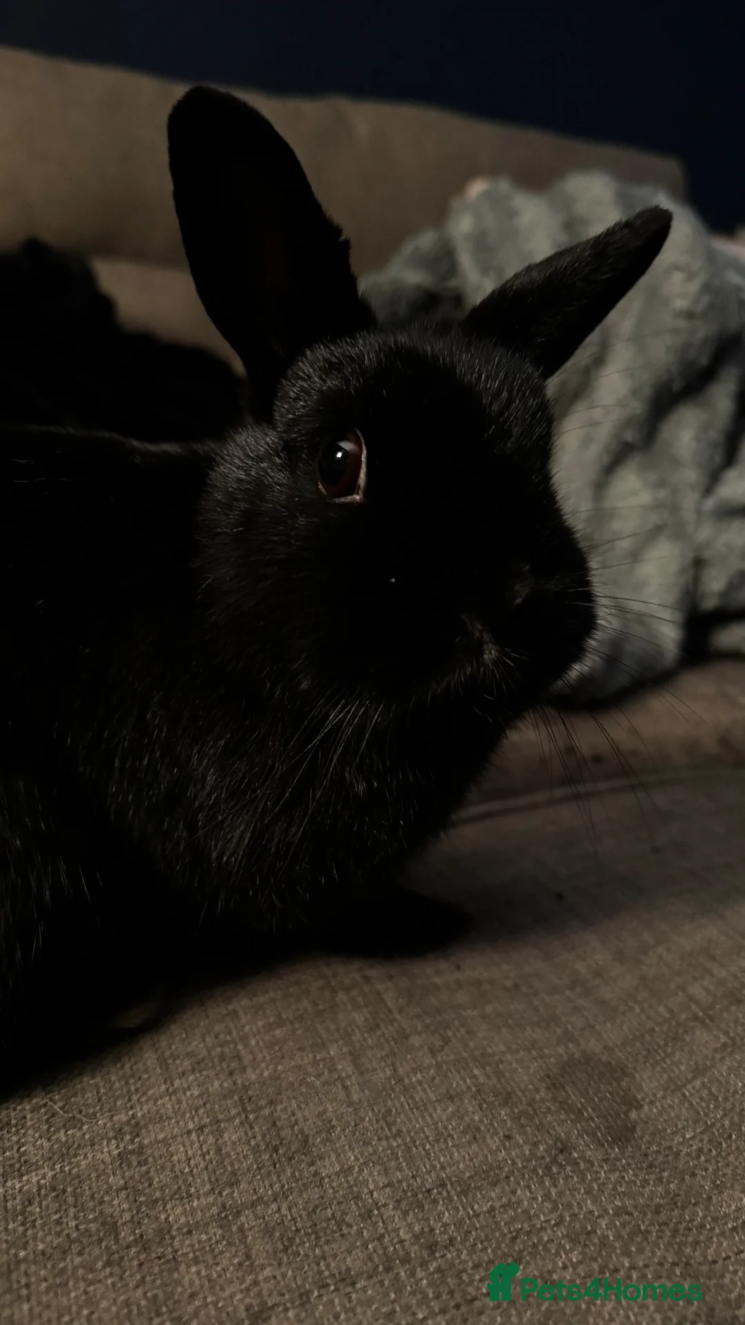 Netherland Dwarf rabbits for sale: Female Netherland Dwarf  in Coalville - Advert 4