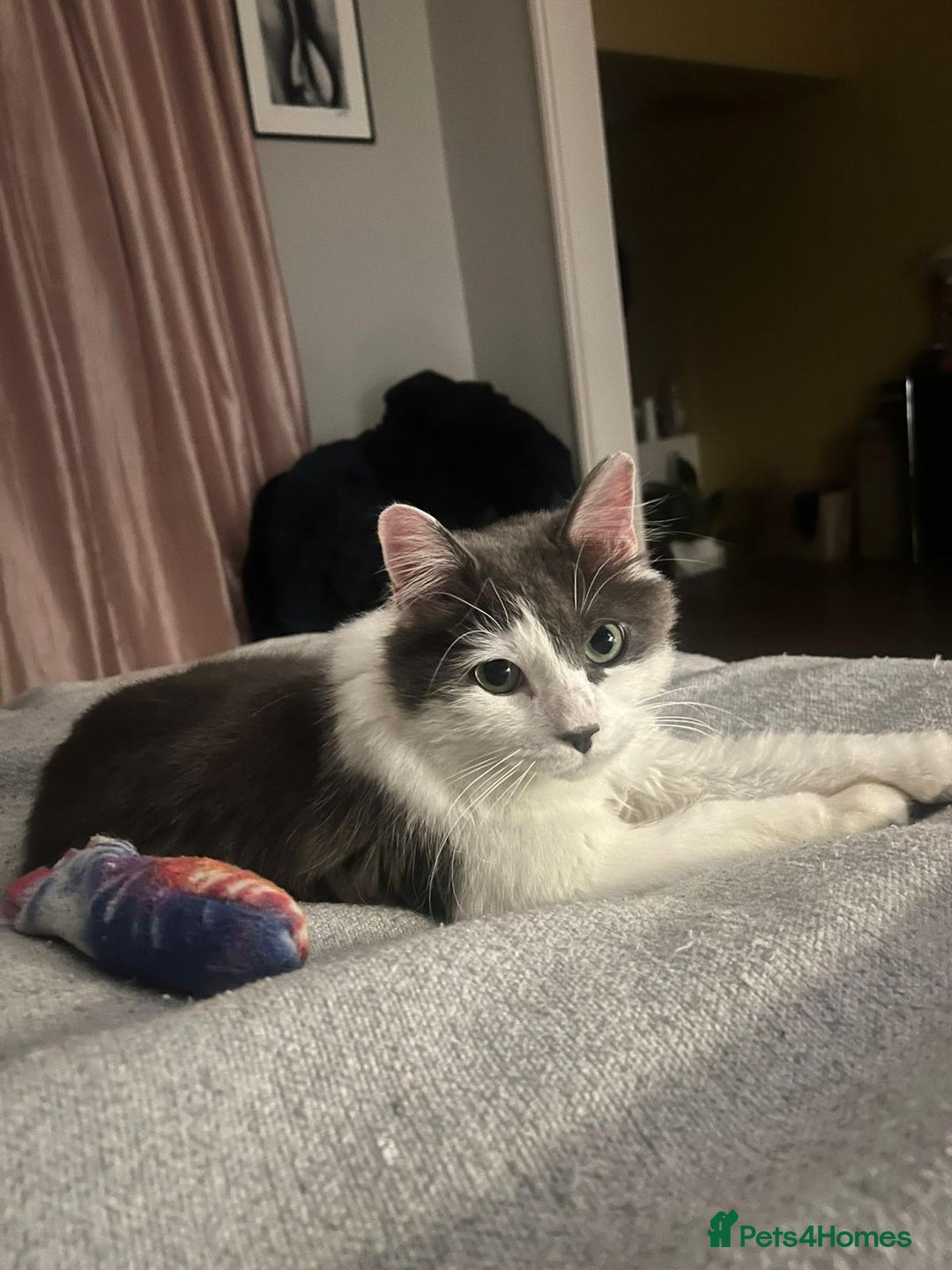 Mixed Breed cats for adoption: Floyd - Advert 6