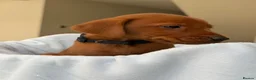 Labrador Retriever dogs for sale: Dark Fox Red Labrador Puppies – Exceptional Lines - Advert 30