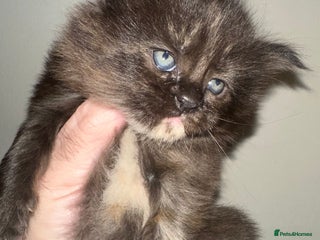 Maine Coon cats Tica Registered Maine Coons - Advert 4