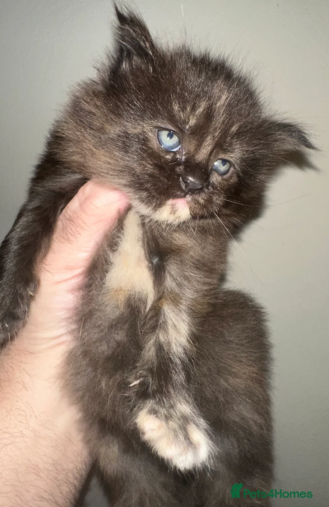 Maine Coon cats for sale: Tica Registered  Maine Coon Girl - Advert 17