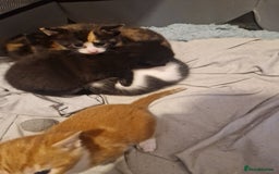 Mixed Breed cats for sale: 5 beautiful kittens, 2 semi long haired.  ❤️ - Image 3