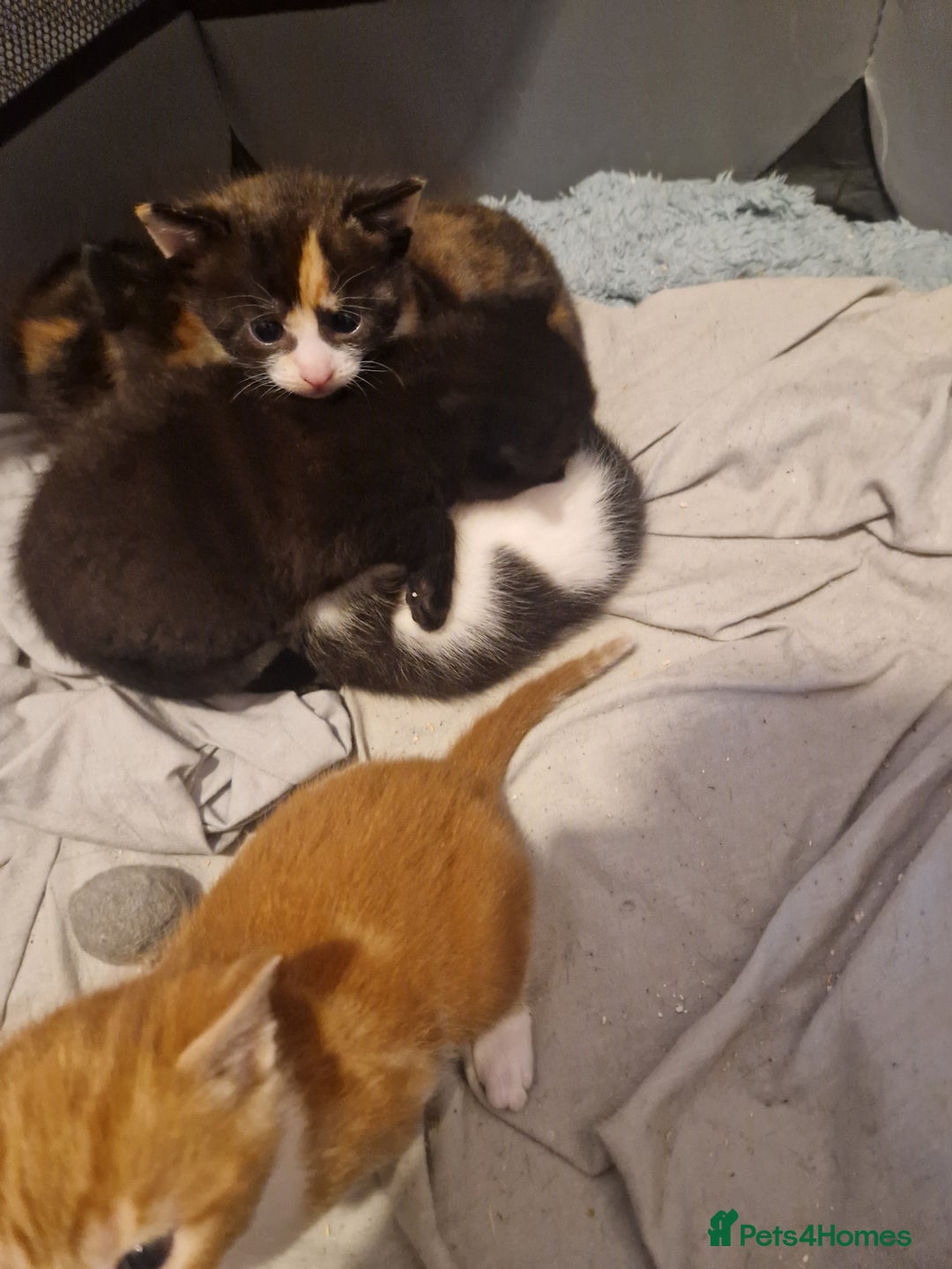 Mixed Breed cats for sale: 5 beautiful kittens, 2 semi long haired.  ❤️ - Image 3