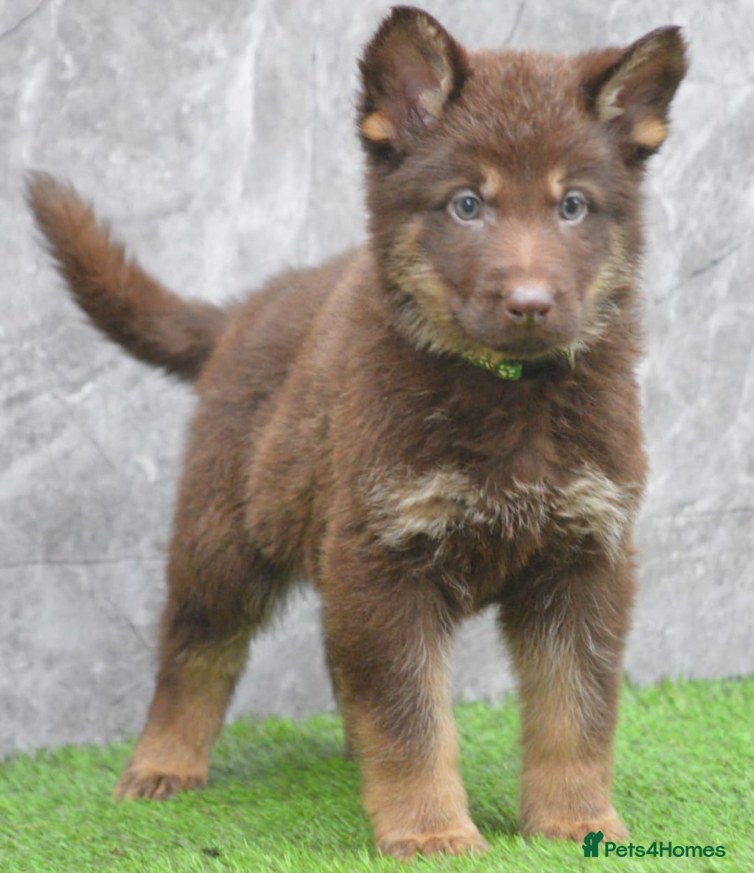 German Shepherd dogs for sale: KC Registered Working Line German Shepherd Puppies - Advert 16