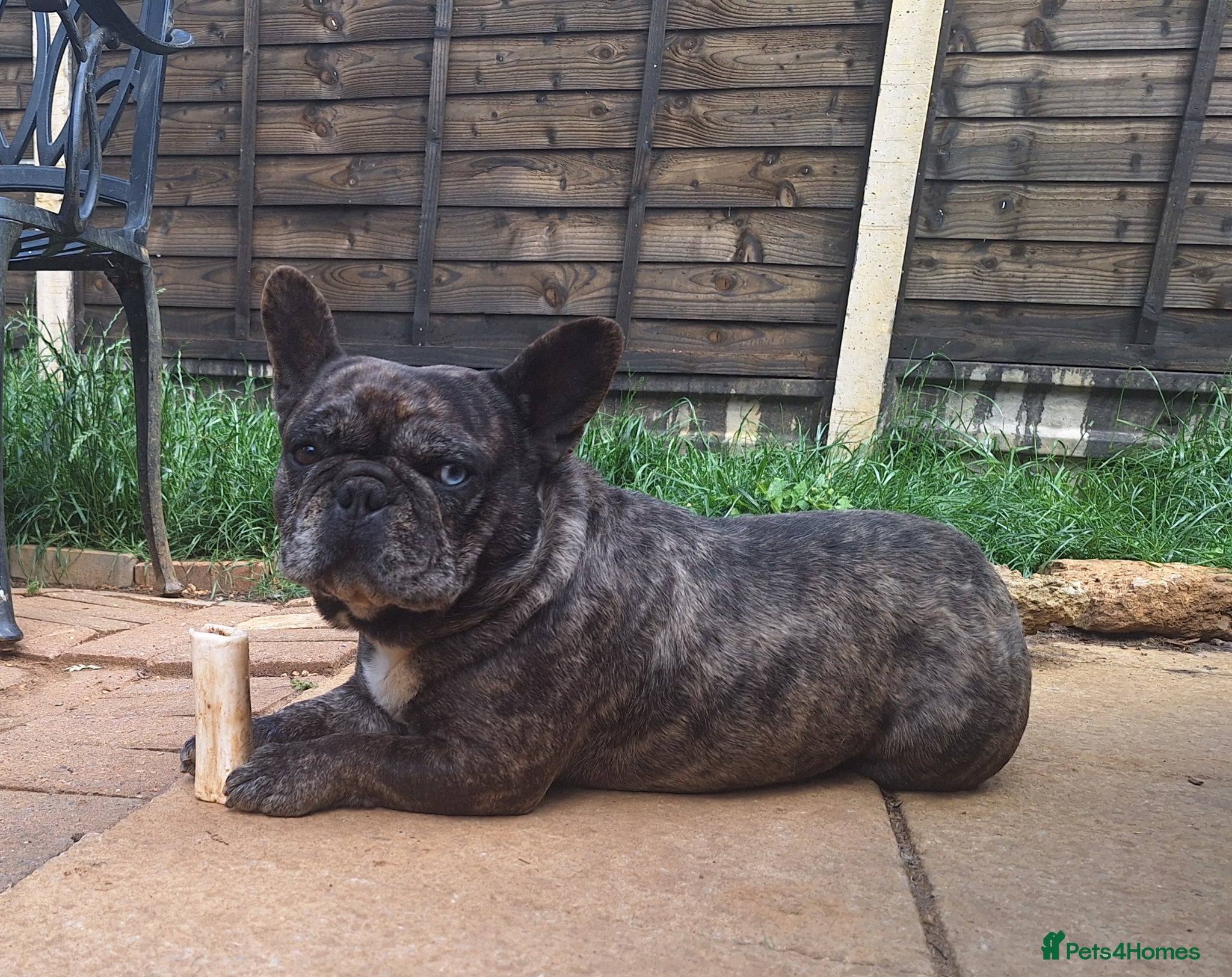 French Bulldog dogs for sale: Loving Home Wanted for Beautiful French Bulldogs - Advert 4