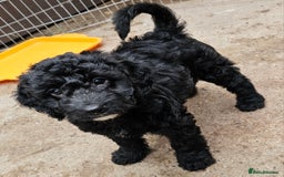 Cockapoo dogs for sale: Cockapoo Puppies - Ready now - Image 6