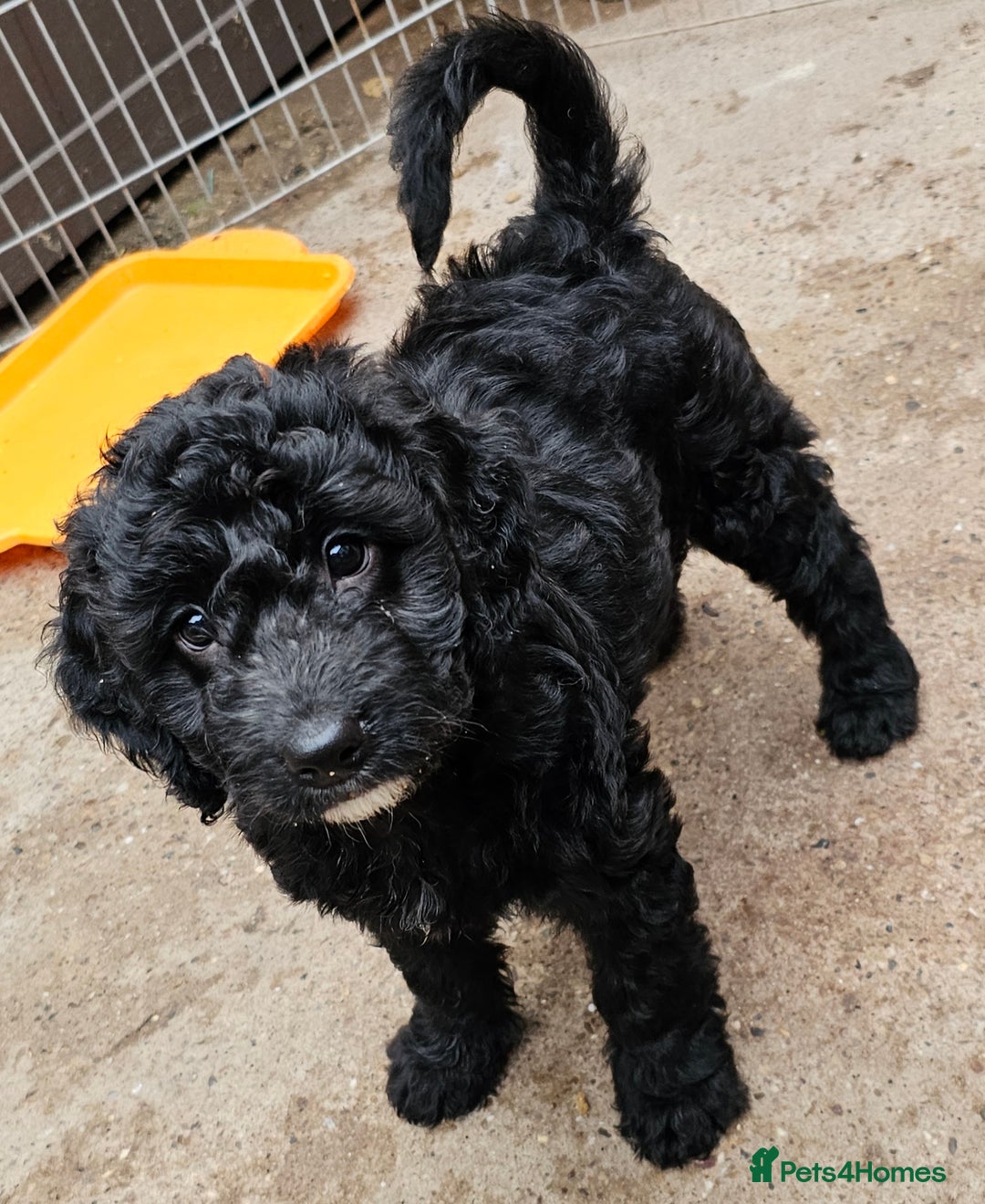 Cockapoo dogs for sale: Cockapoo Puppies - Ready now - Image 6