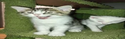 Mixed Breed cats for sale: Beautiful All White, all black & tabby kittens - Advert 8