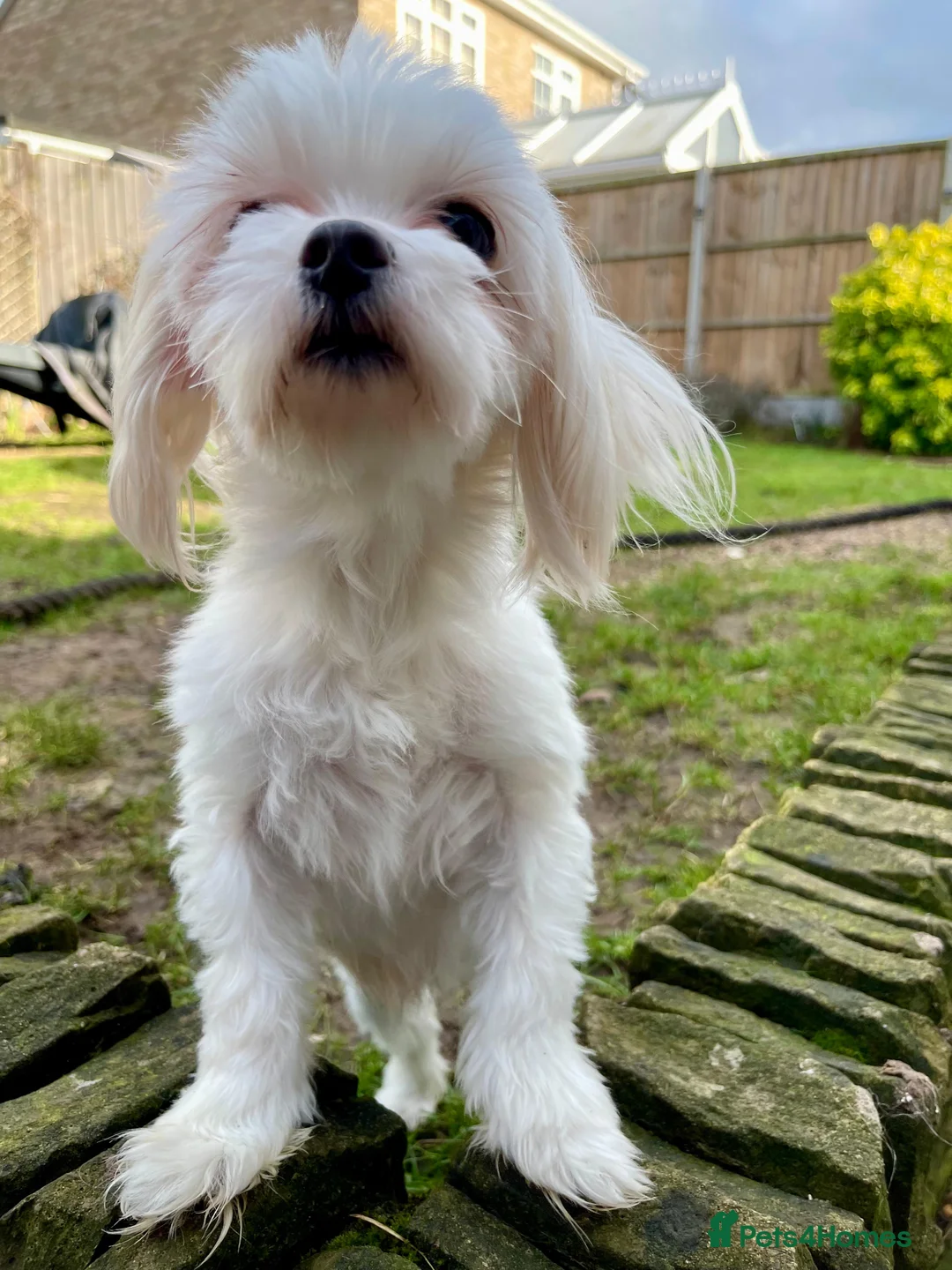 Maltese dogs for sale: Loving Home Wanted for Sweet Maltese Girl - Advert 2