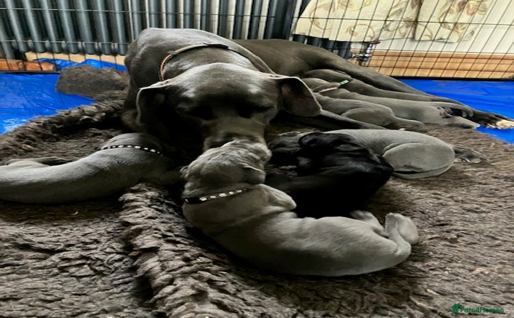 Great Dane dogs - Advert 1