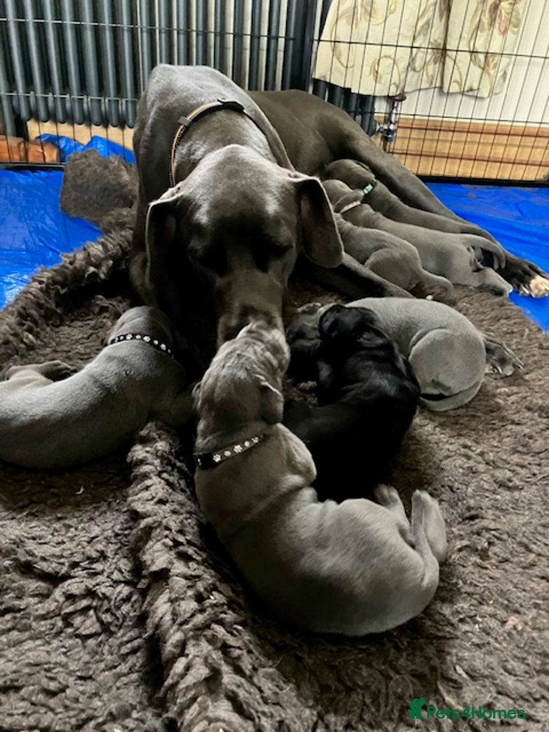 Great Dane dogs for sale: Stunning BLUE Kc reg Great Danes - Image 1