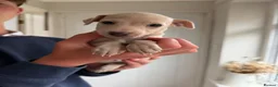 Italian Greyhound dogs for sale: 🐾Stunning cream kc registered iggys🐾 - Advert 34