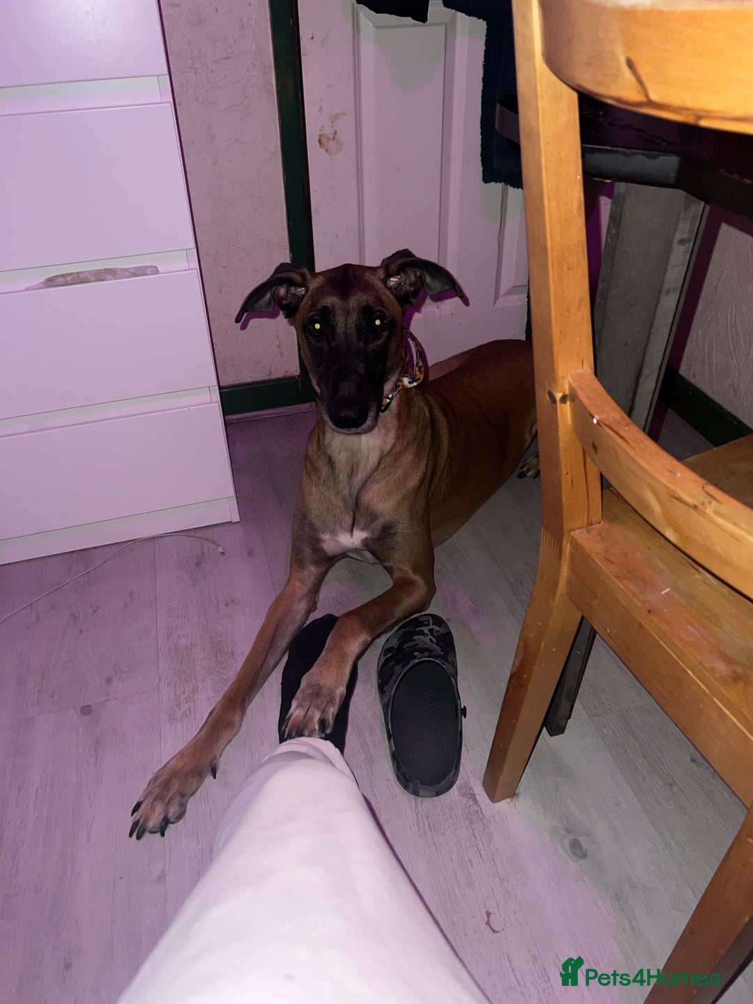 Mixed Breed dogs for sale: Zu - Belgian shepherd x Greyhound  - Advert 4