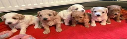 Maltipoo dogs for sale: Loving F2 Maltipoo Puppies Raised at Home 🐾 - Advert 2