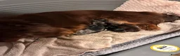 Dachshund dogs for sale: Mini Long hair Dachshund - Advert 6