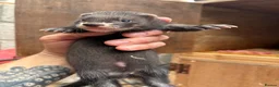 Ferret rodents for sale: Black ferrets  in Cardiff - Advert 5
