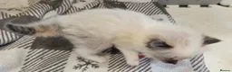 Ragdoll cats for sale: 2 Beautiful Ragdoll Kittens - Advert 18