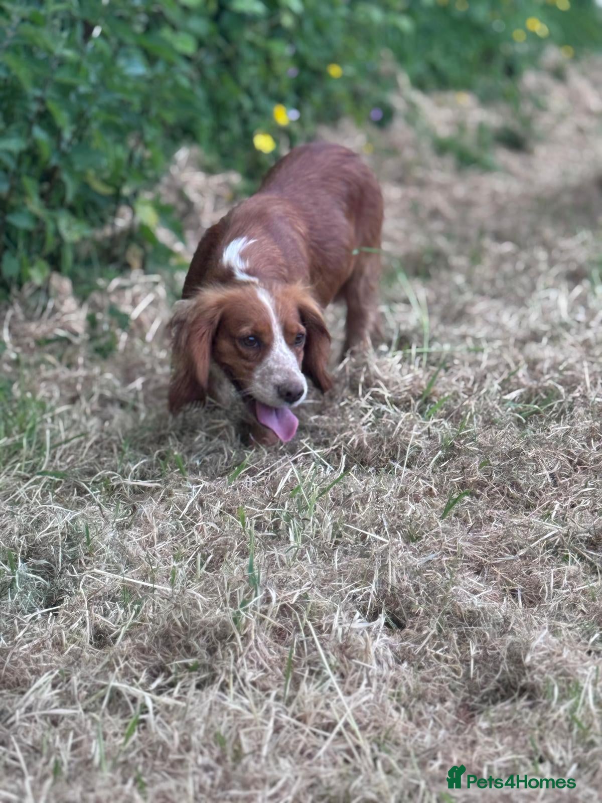 Cocker Spaniel dogs KC adult Female Cocker spaniel SPAYED  - Advert 2