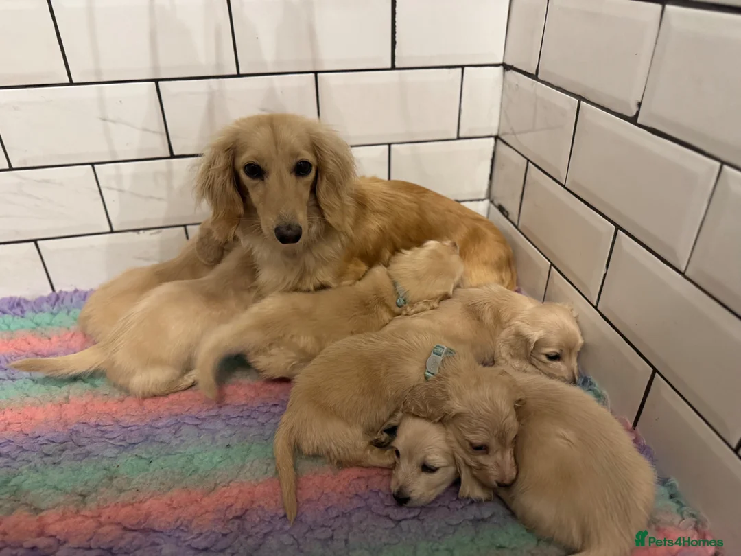 Miniature Dachshund dogs for sale: Cream long haired dachshund   - Advert 2