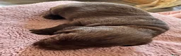 Springador dogs for sale: Chocolate Springador Puppies – Boys & Girls - Advert 22