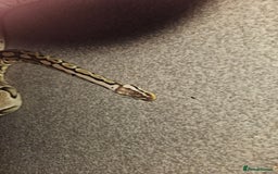 Python Snake reptiles for sale: Royal python Bolton area - Image 3