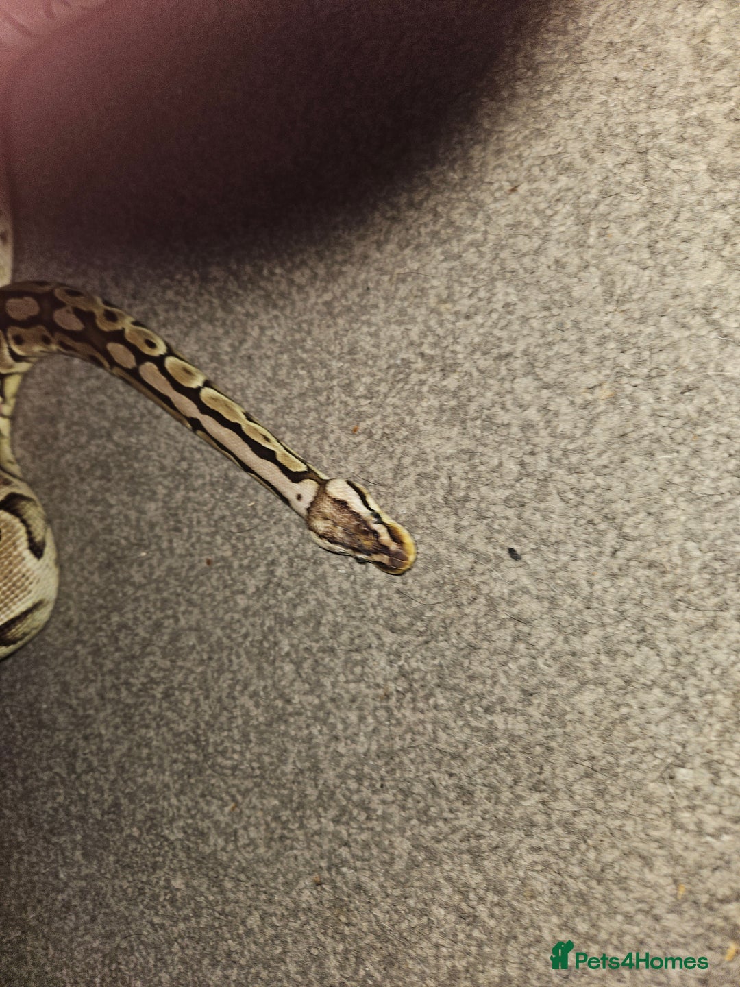 Python Snake reptiles for sale: Royal python Bolton area - Image 3