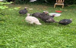Turkeys poultry for sale: Turkeys  - Image 2
