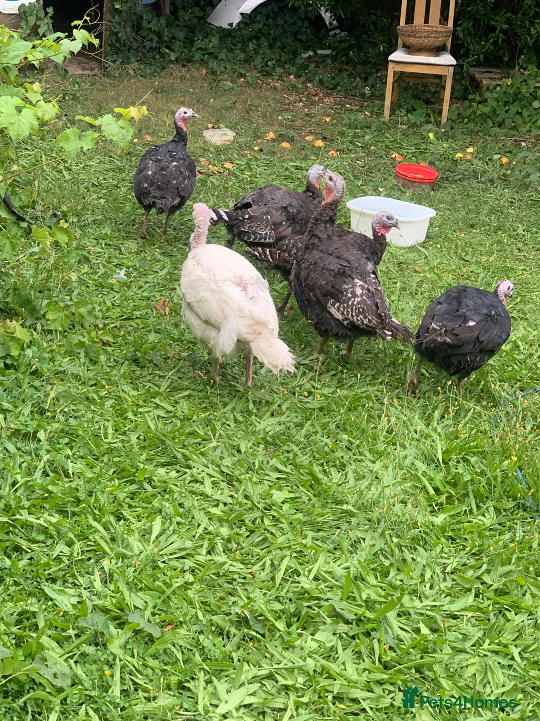 Turkeys poultry for sale: Turkeys  - Image 2