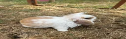 Mini Lop rabbits for sale: Stunning mini lop babies - fabulous temperaments  - Advert 12