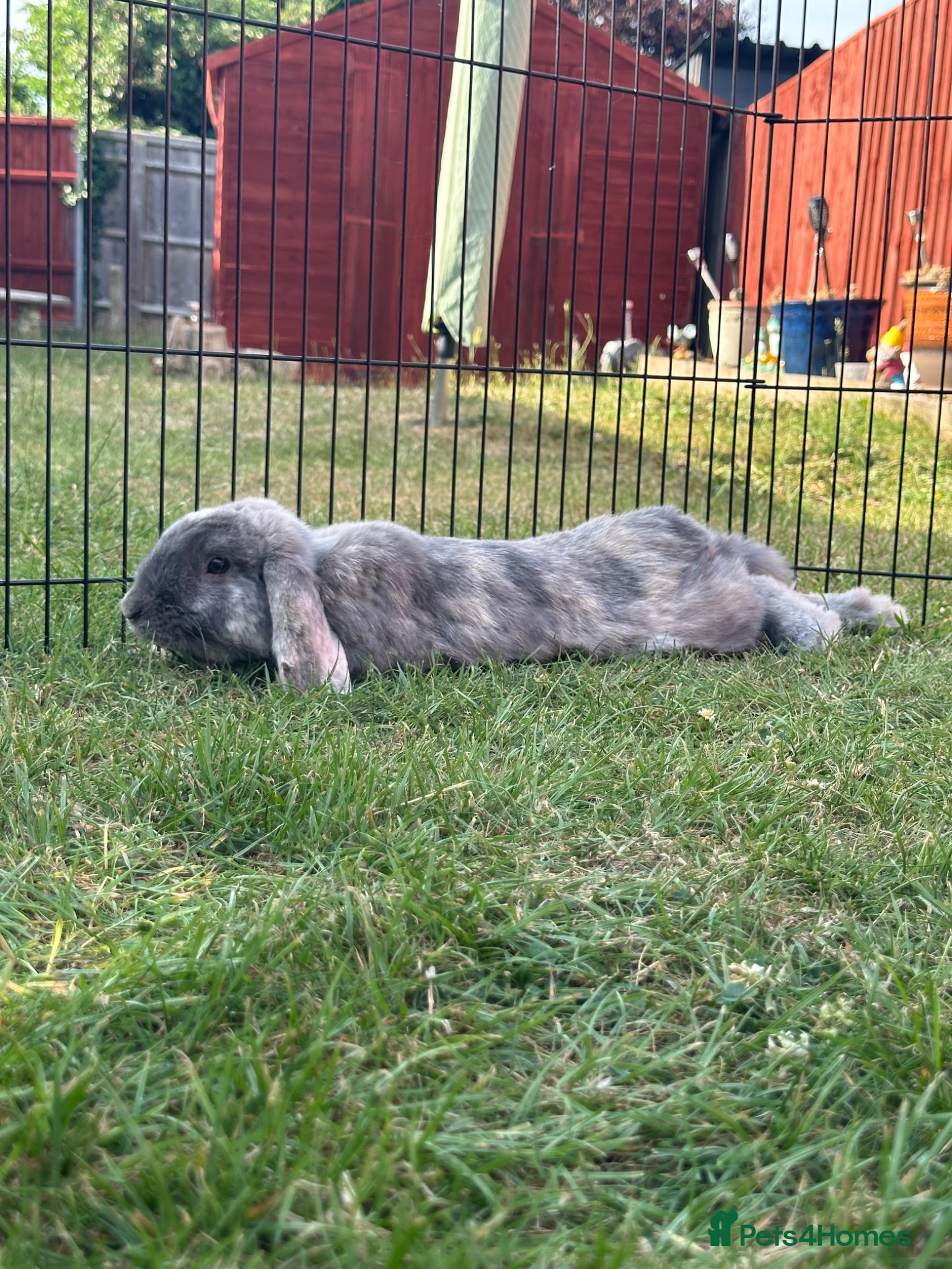 Mini Lop rabbits Mini lop grey rabbit - Advert 2
