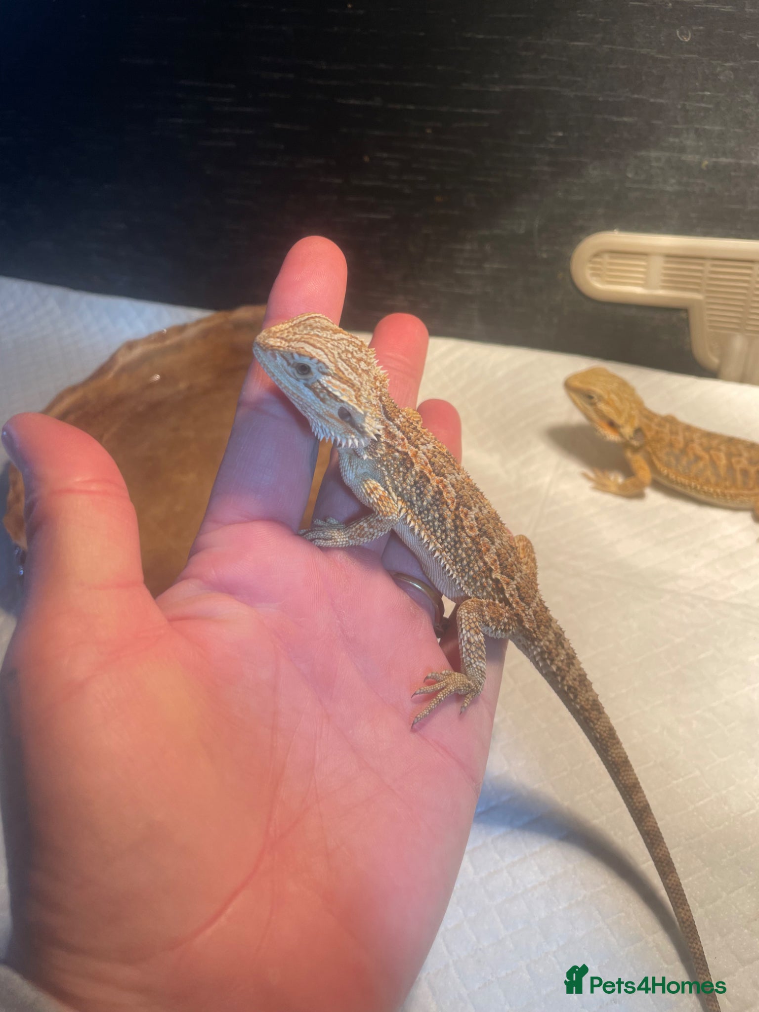Bearded Dragon reptiles 18 bearded dragons available for rehoming - Advert 3
